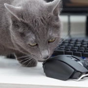 Chat gris observant une souris d'ordinateur sur un bureau