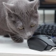 Chat gris observant une souris d'ordinateur sur un bureau