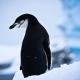 Pingouin noir et blanc